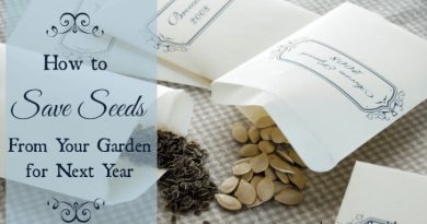 HOW TO SAVE SEEDS FROM YOUR GARDEN FOR NEXT YEAR