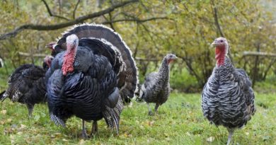 Raising Turkeys