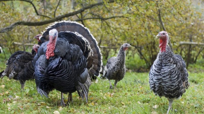 Raising Turkeys