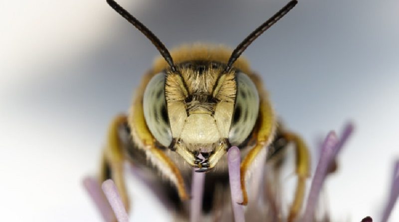 Largest Bee