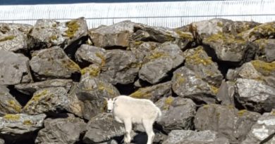 Alaskan Mountain Goat