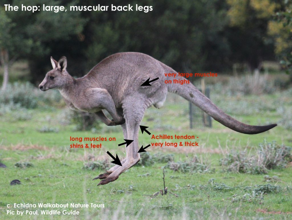 Why do Kangaroos Hop?