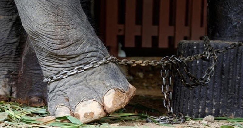 Heartbreaking Video Reveals The Dark Side Behind Elephant Tourism (VIDEO)