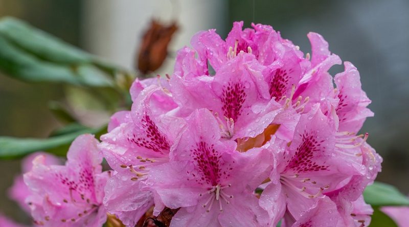 How to Rhododendrons