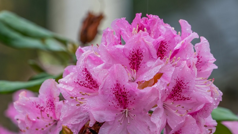 How to Transplant Rhododendrons (VIDEO)