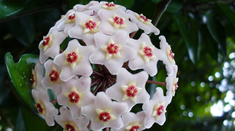 On Hoya Plant