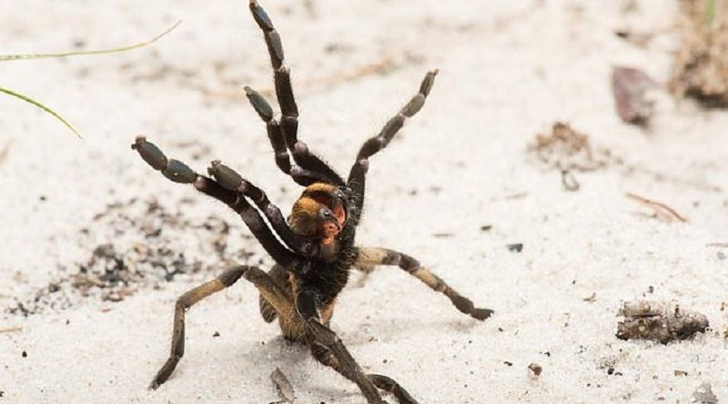 Bizarre Tarantula