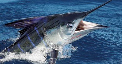 Australia Black Marlin