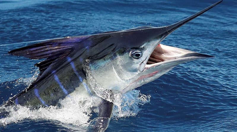 Australia Black Marlin