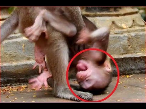 Monkey Masturbating Video