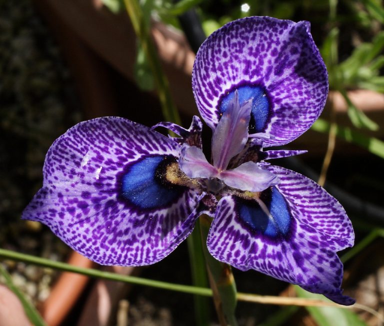 The Beautiful Eye Shaped Flower (VIDEO)