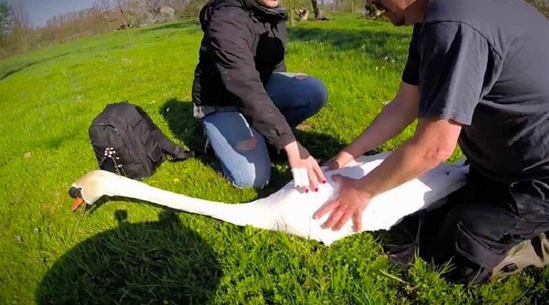 Swan Rescued After Caught