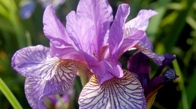 Siberian Iris