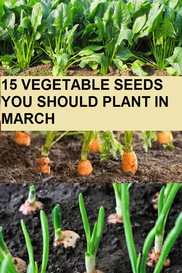 15 VEGETABLE SEEDS YOU SHOULD PLANT IN MARCH