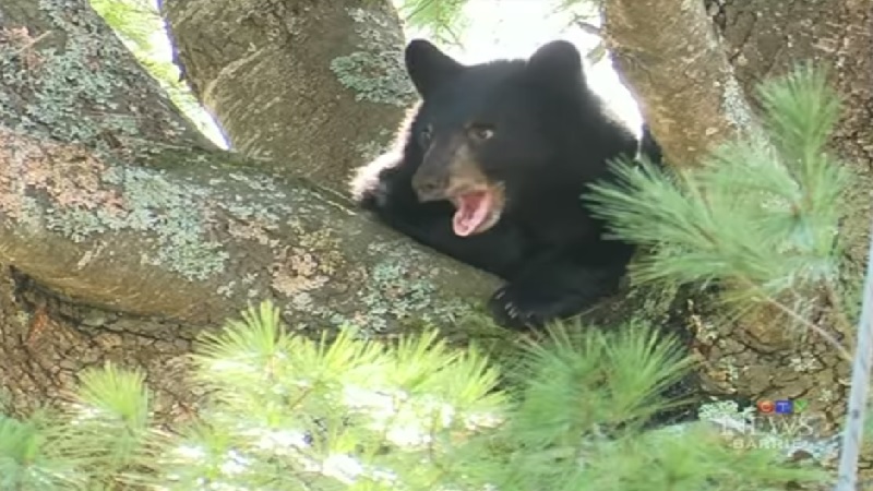 Man Shoots Bear, Bear Sends Man To The Hospital