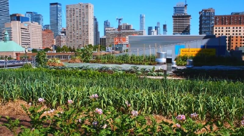 Growing Food In City