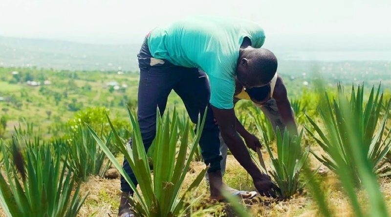 Plant Helping Kenyan Farmers