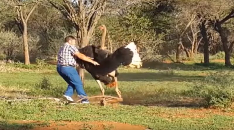 Huge Ostrich