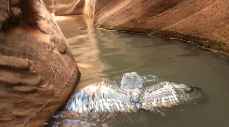 Owl Swiming A Canyon