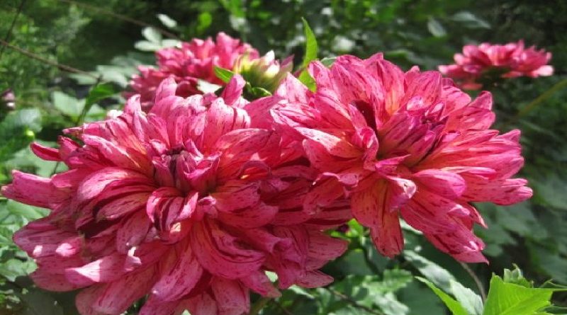 DAHLIAS