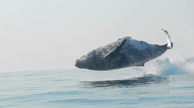 Humpback Whale Leaps Entirely