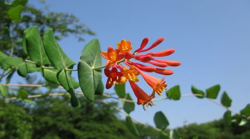 Exotic Honeysuckle