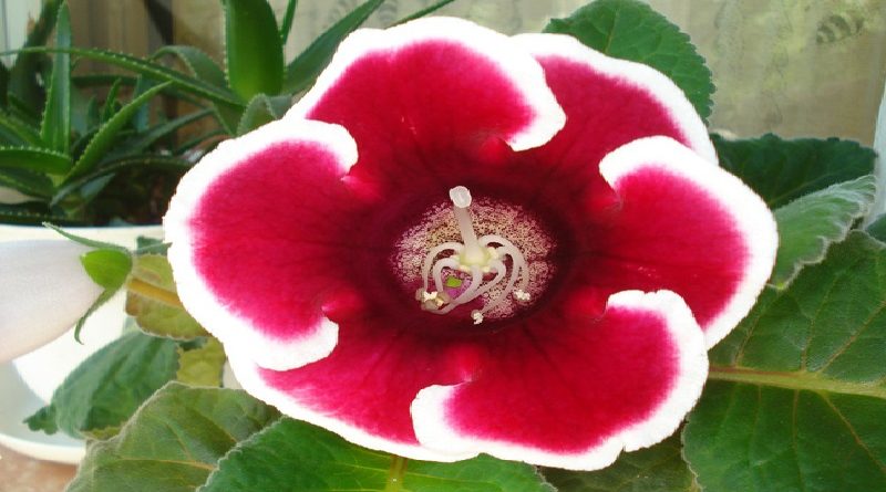 Gloxinia or Sinningia