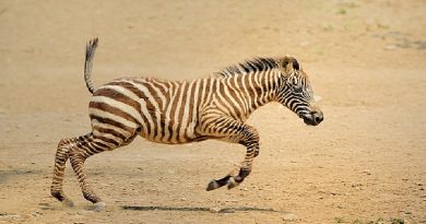 Zebras Have Stripes