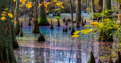 rainbow swamps