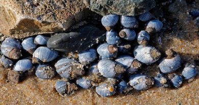 Microplastics Hurting Snails