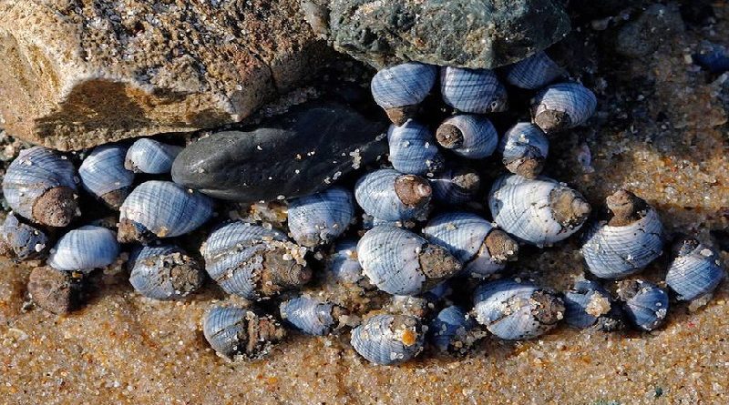 Microplastics Hurting Snails