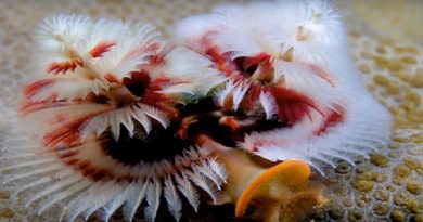 tree Worms