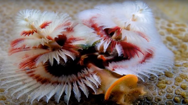 tree Worms