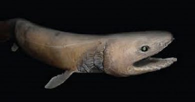 Sea shark