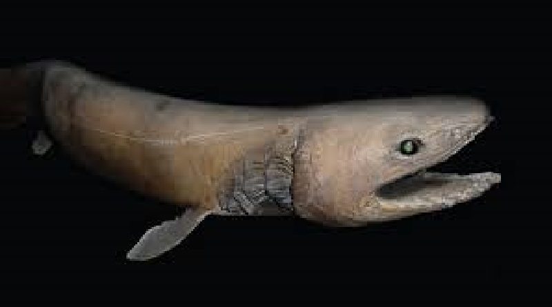 Sea shark