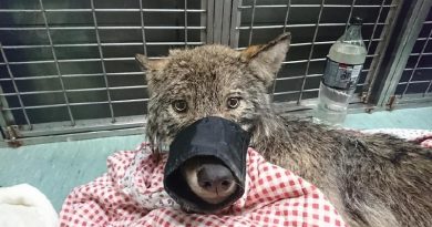 rescued wolf