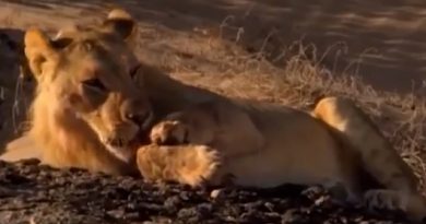 Desert Lions Hunting