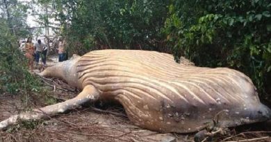 Humpback Whale in A Brazil