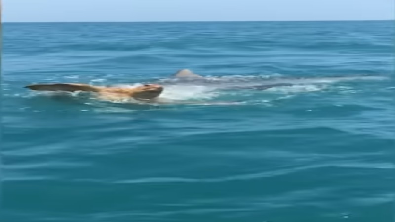 Shark v Turtle: Video captures ruthless wildlife face-off