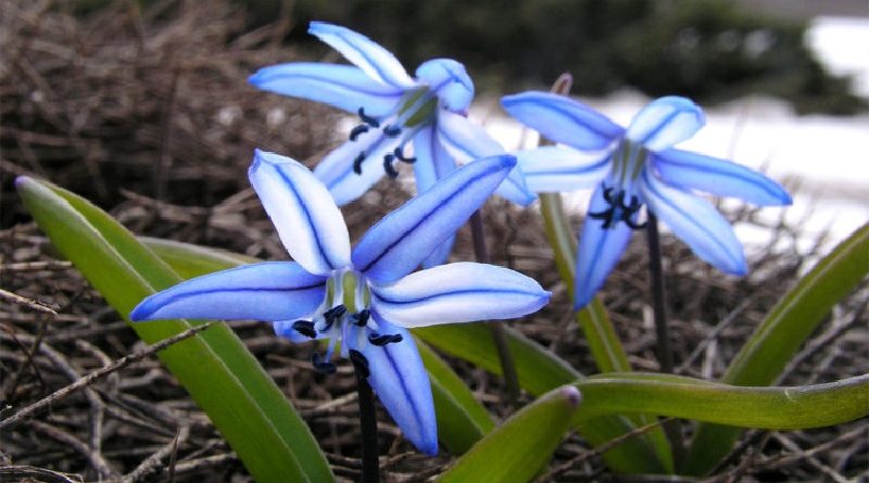 the scilla