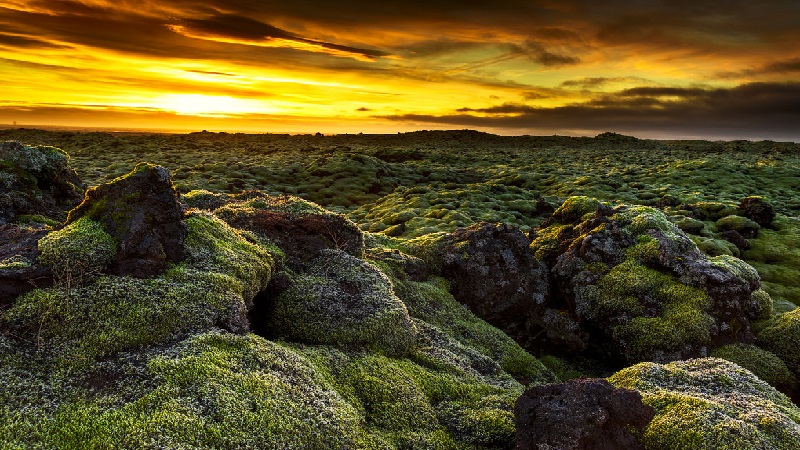 Moss Covered Lava Fields In Iceland