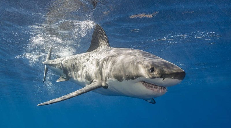 Great White Shark