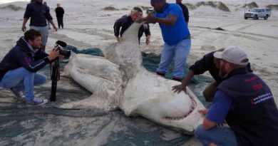 Great White Sharks Are Being Hunted