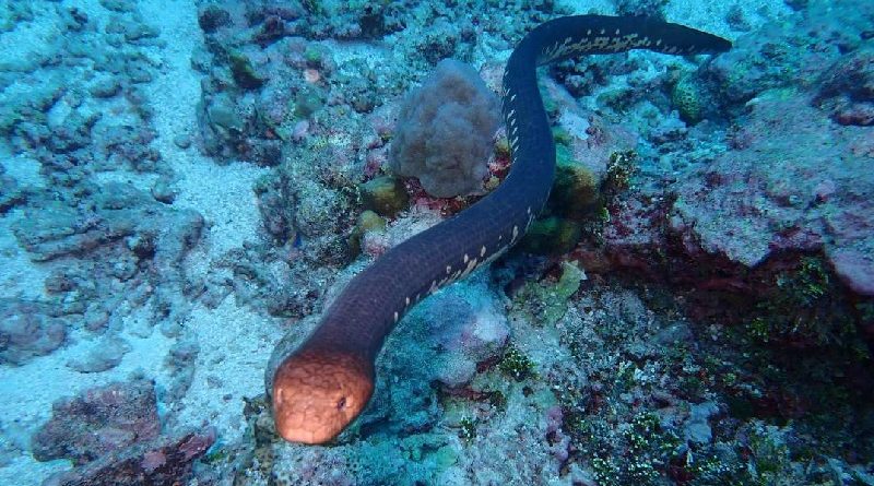 Sea Snakes