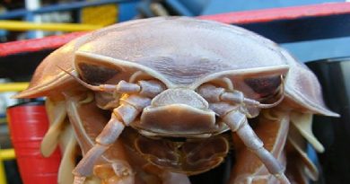 Giant Isopod