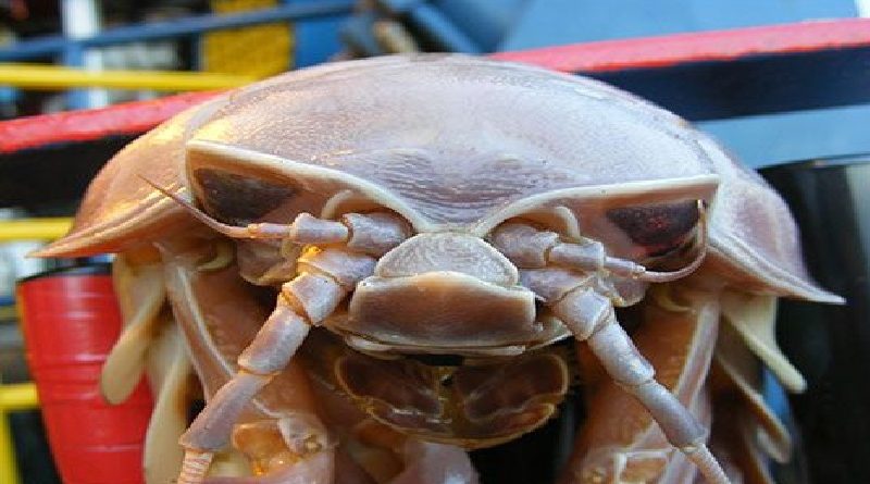 Giant Isopod