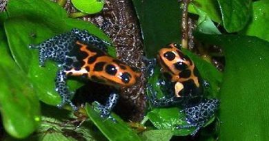 Monogamous Frogs