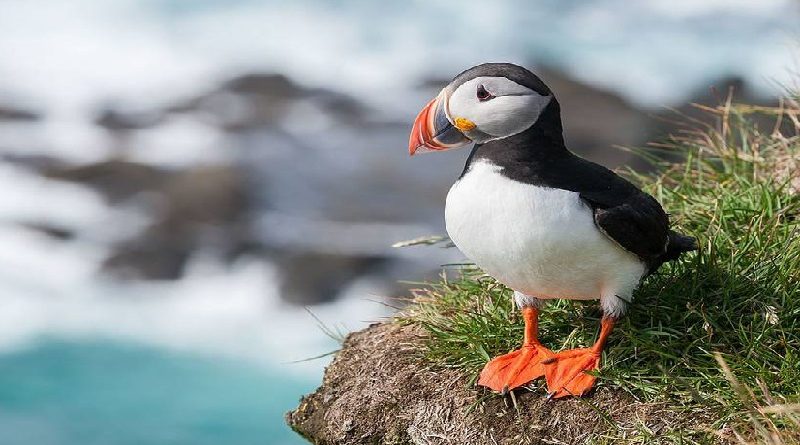 Lost Puffins