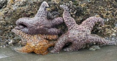 What's Killing Sea Stars