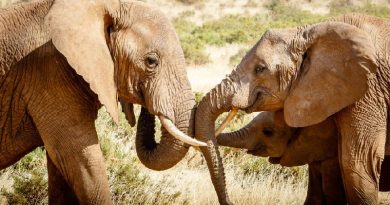 Elephant Have a Special Alarm Sound: ‘Humans! Run!'(VIDEO)